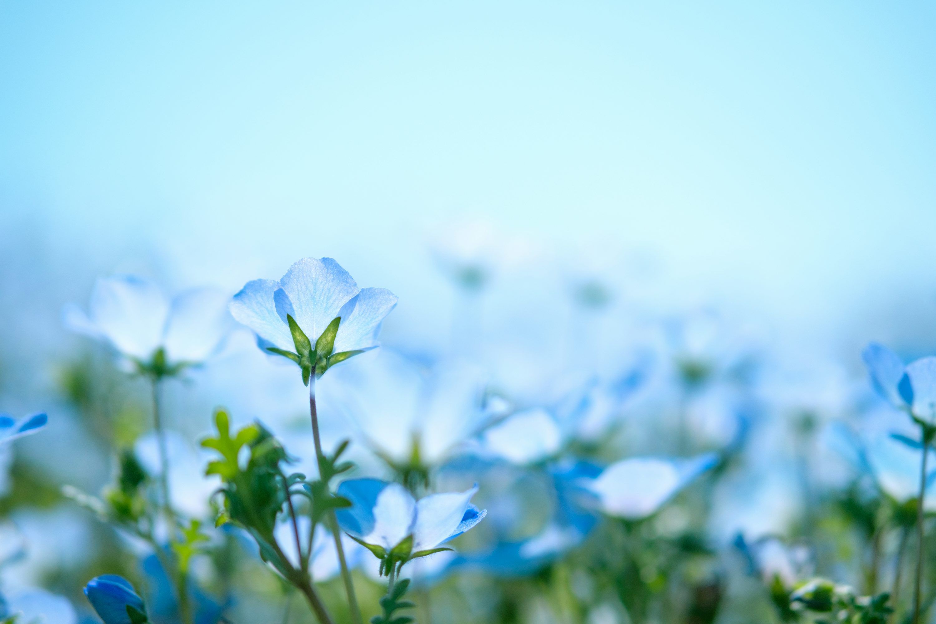 3000x2000 Blue Flower Picture [HD]. Download Free Image