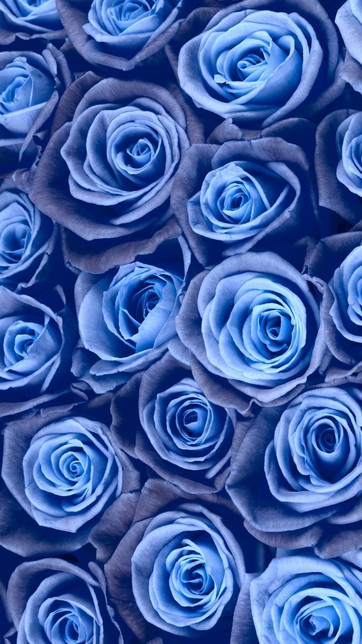 736x1308 Blue Flower iPhone Wallpaper