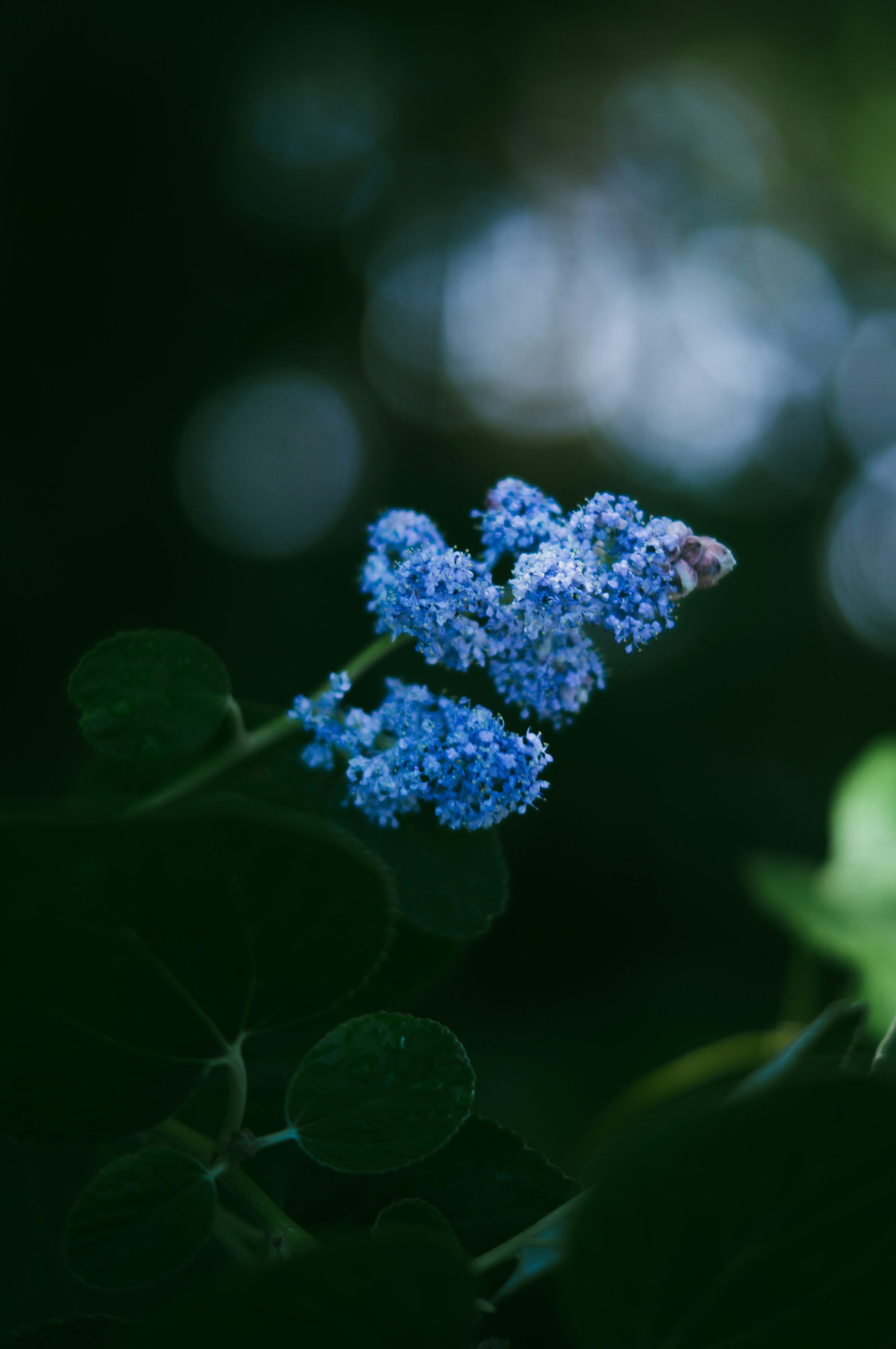 3000x4515 A close up of a blue flower photo