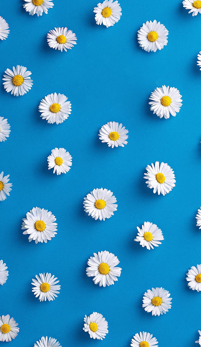 800x1382 Cute Flower, Pretty Blue Flower, HD phone wallpaper