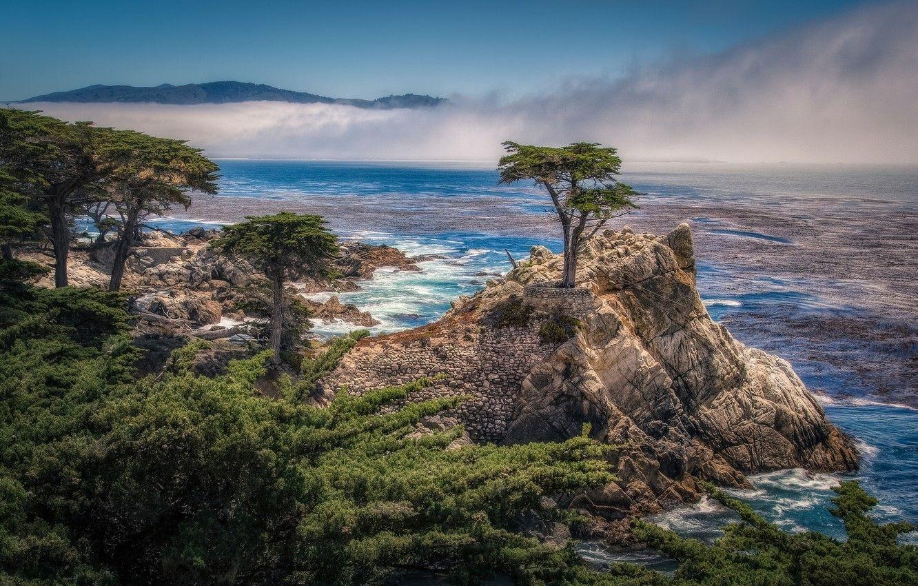 1332x850 Wallpaper trees, rock, coast, CA, Bay, California, cypress, Pebble