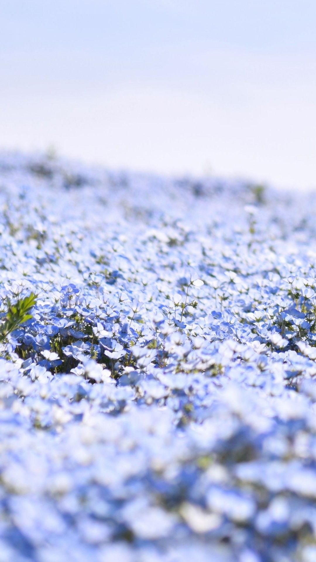 1080x1920 Light Blue Nemophila Flowers Petals Plants Field Blur Blue Sky Background 4K HD Flowers Wallpaper