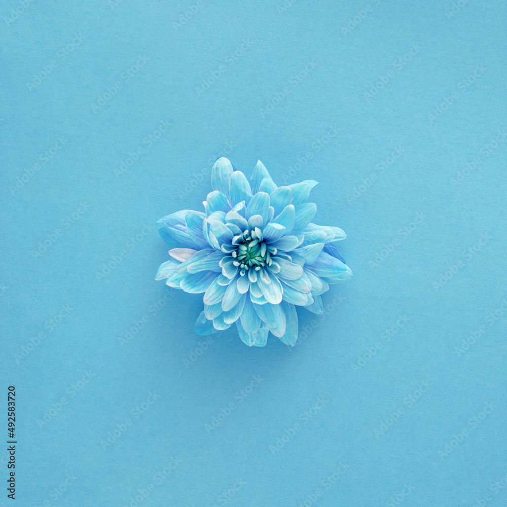 1000x1000 Soft blue flower on sky blue background. Spring summer happy awakening concept. Nature minimal design