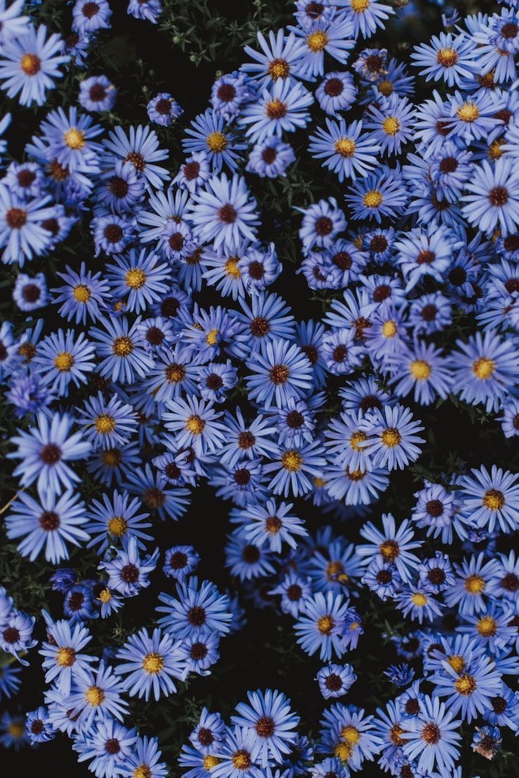 740x1110 Wallpaper blue flowers Image