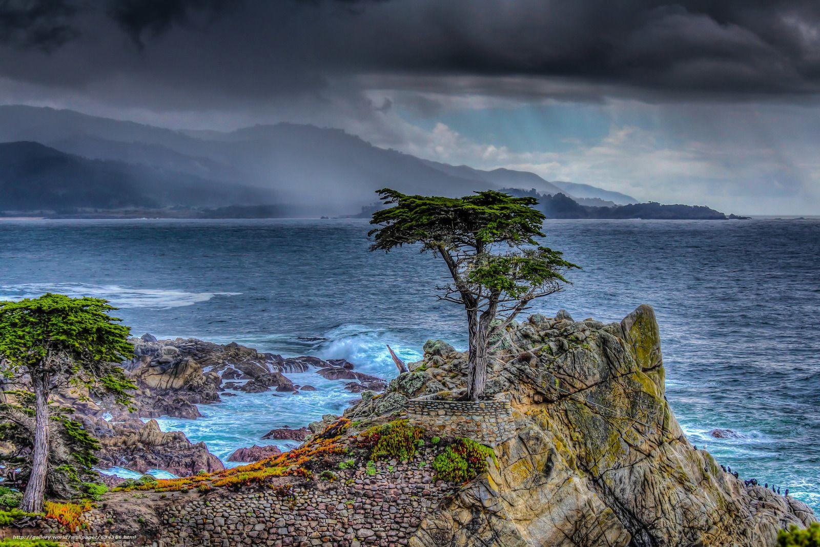 1600x1067 Lone Cypress Wallpaper. Alone Wallpaper