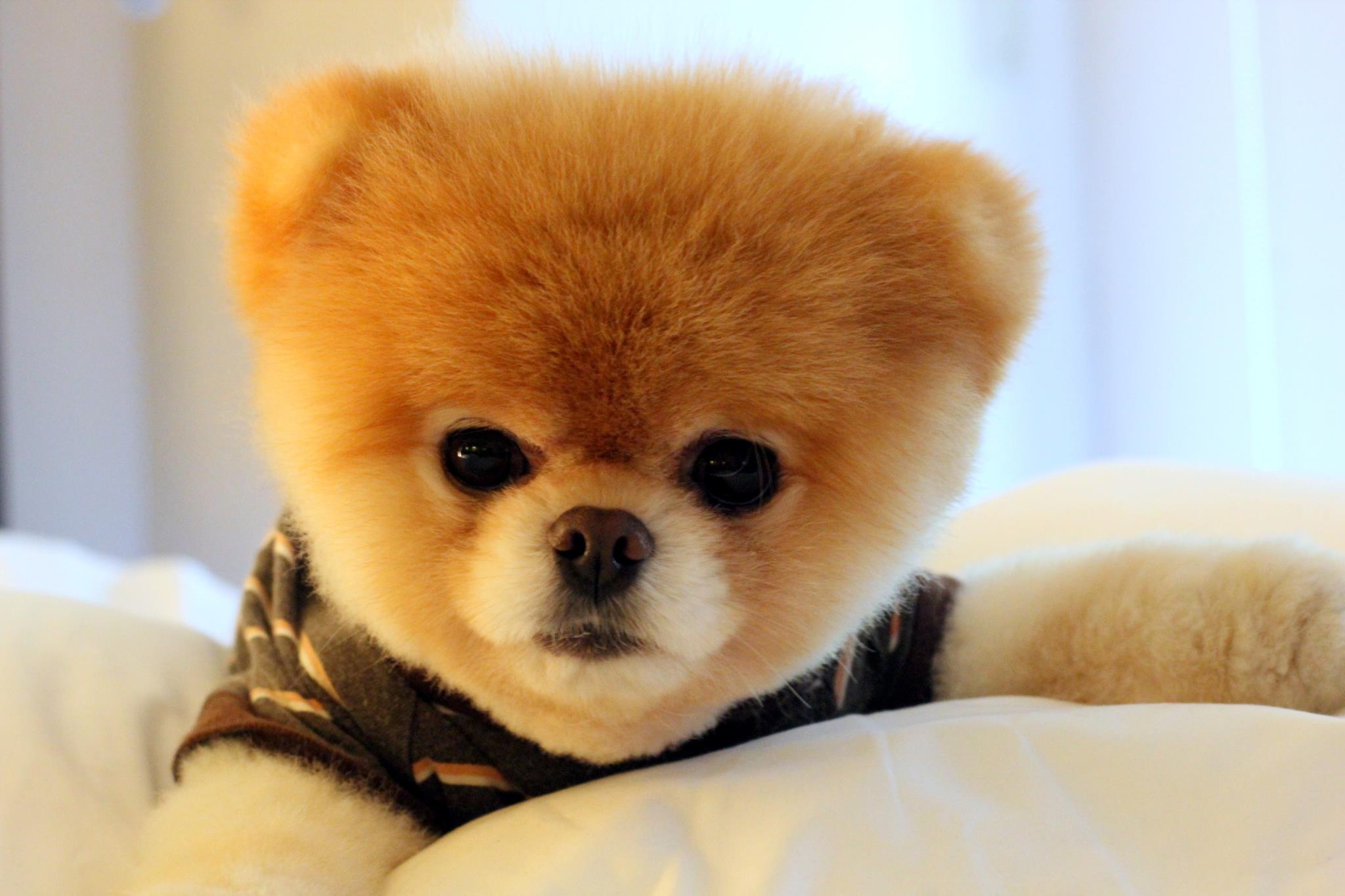 2048x1365 Wallpaper Boo Pets Wallpaper Boo Dog Black And White Dog Aesthetc Cat Farm, Sea