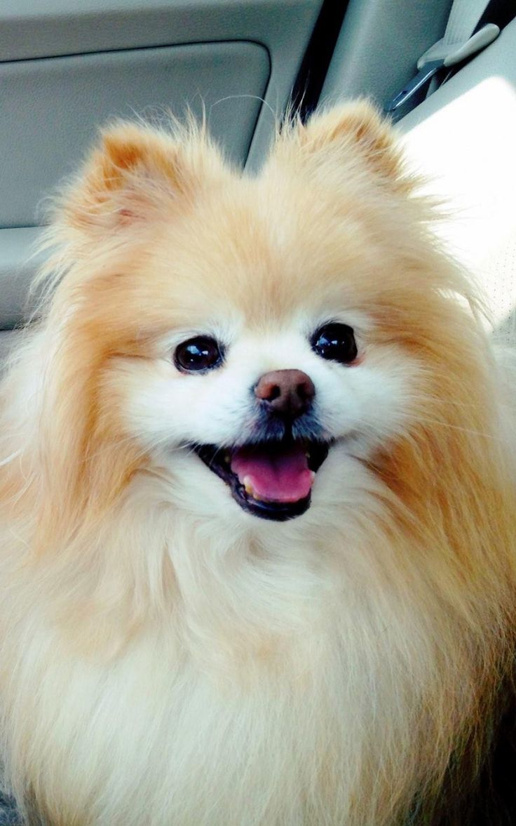 736x1177 Cute Boo Pomeranian 4K HD Android and iPhone Wallpaper Background and Lockscreen