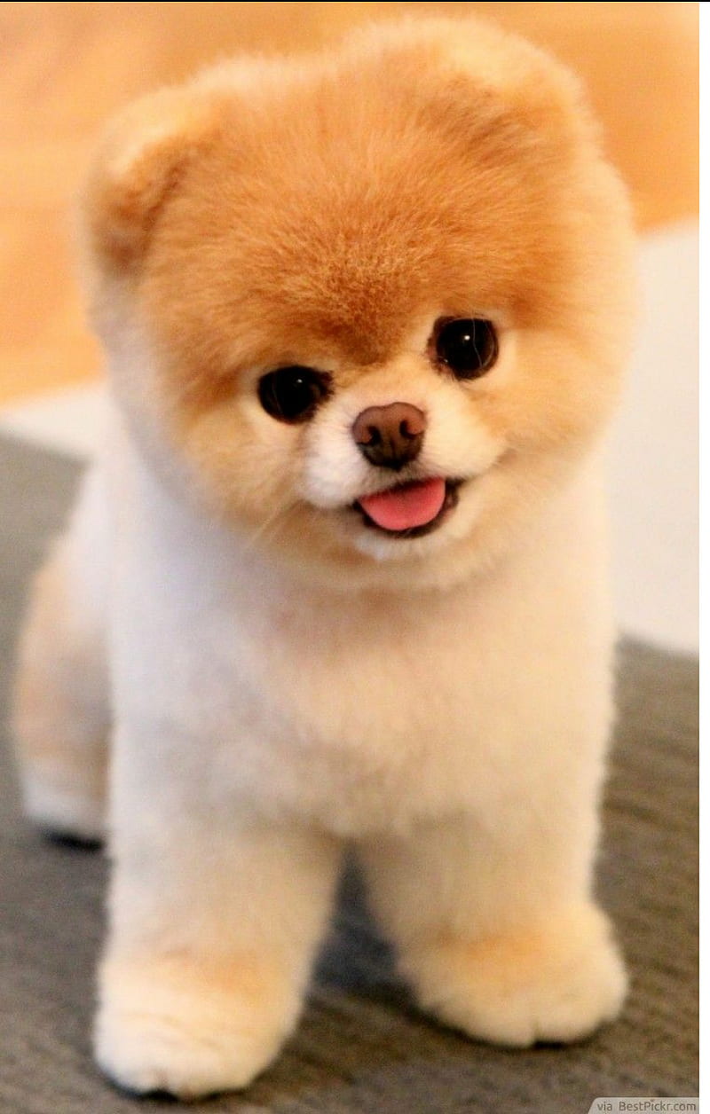 800x1256 HD cute puppies dog wallpaper