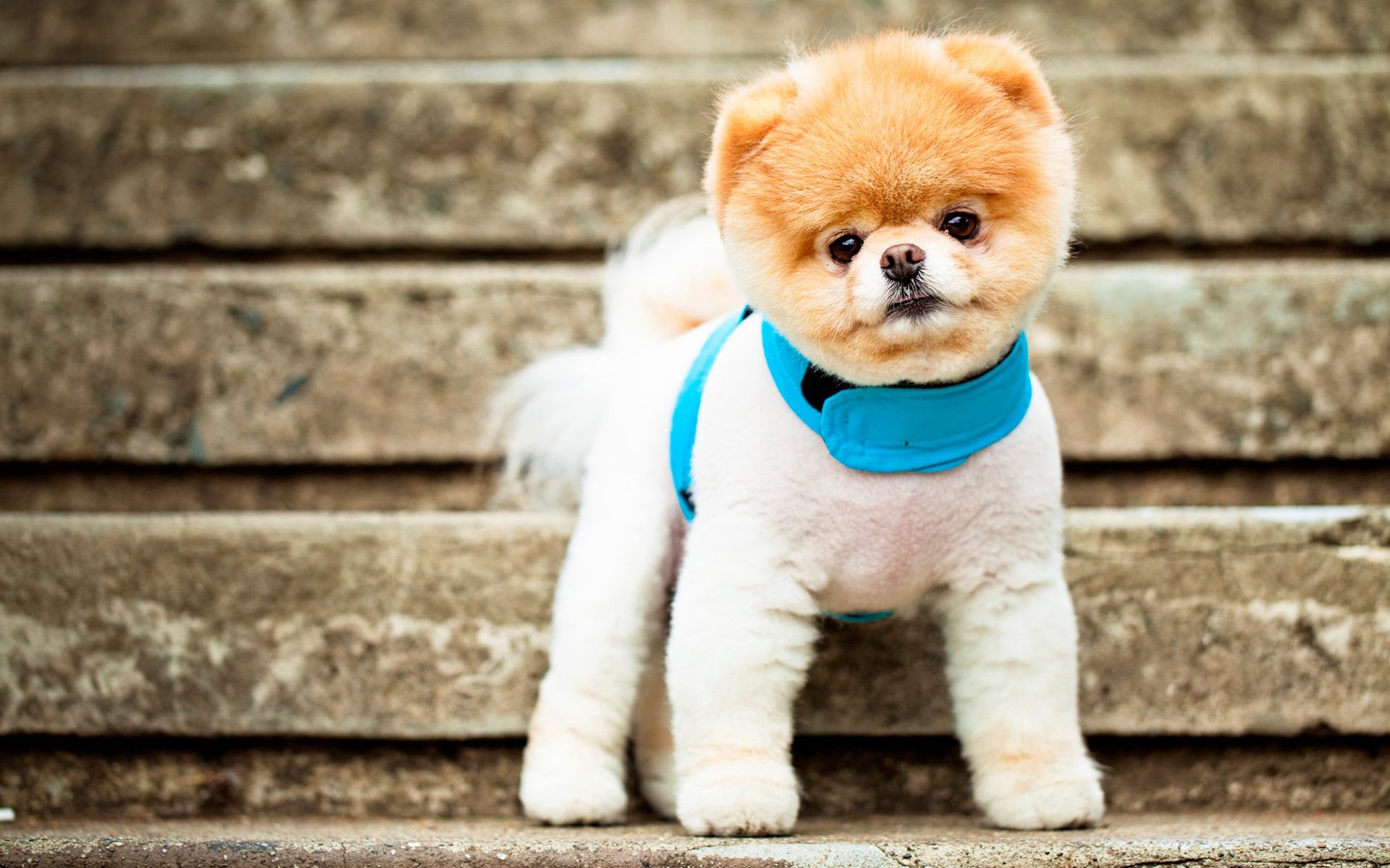 1920x1200 Boo The Cutest Dog Wallpaper