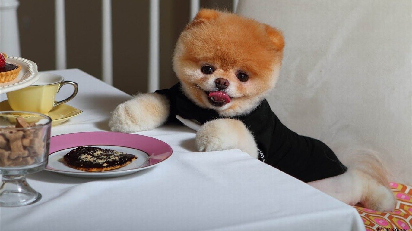 1366x768 Boo The Cutest Dog Dog Photo Wallpaper