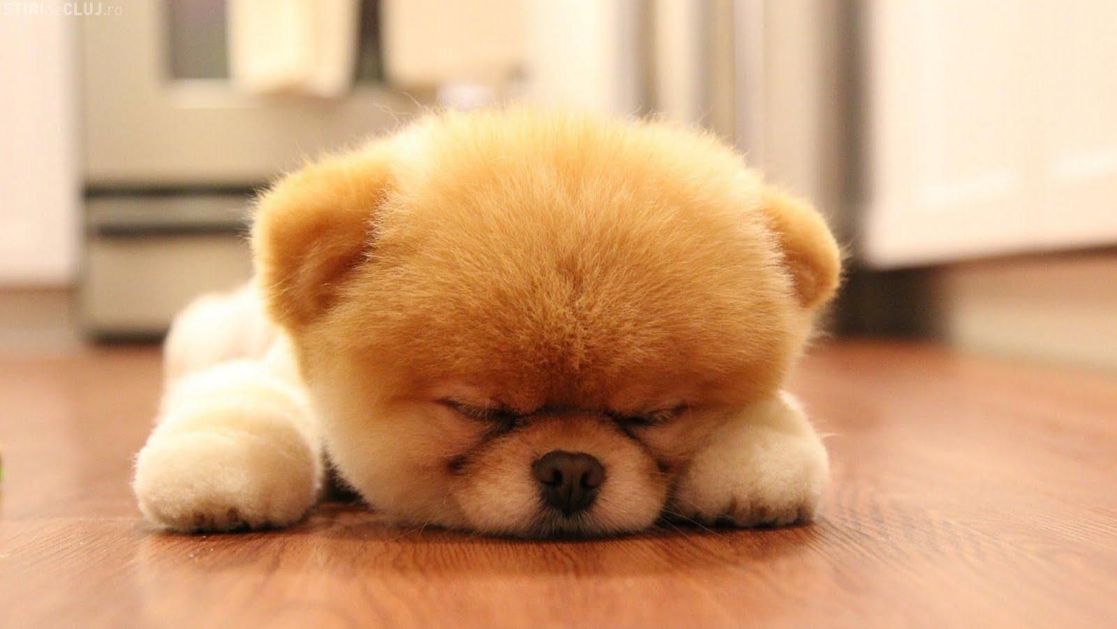 1600x902 Boo Dog Wallpaper