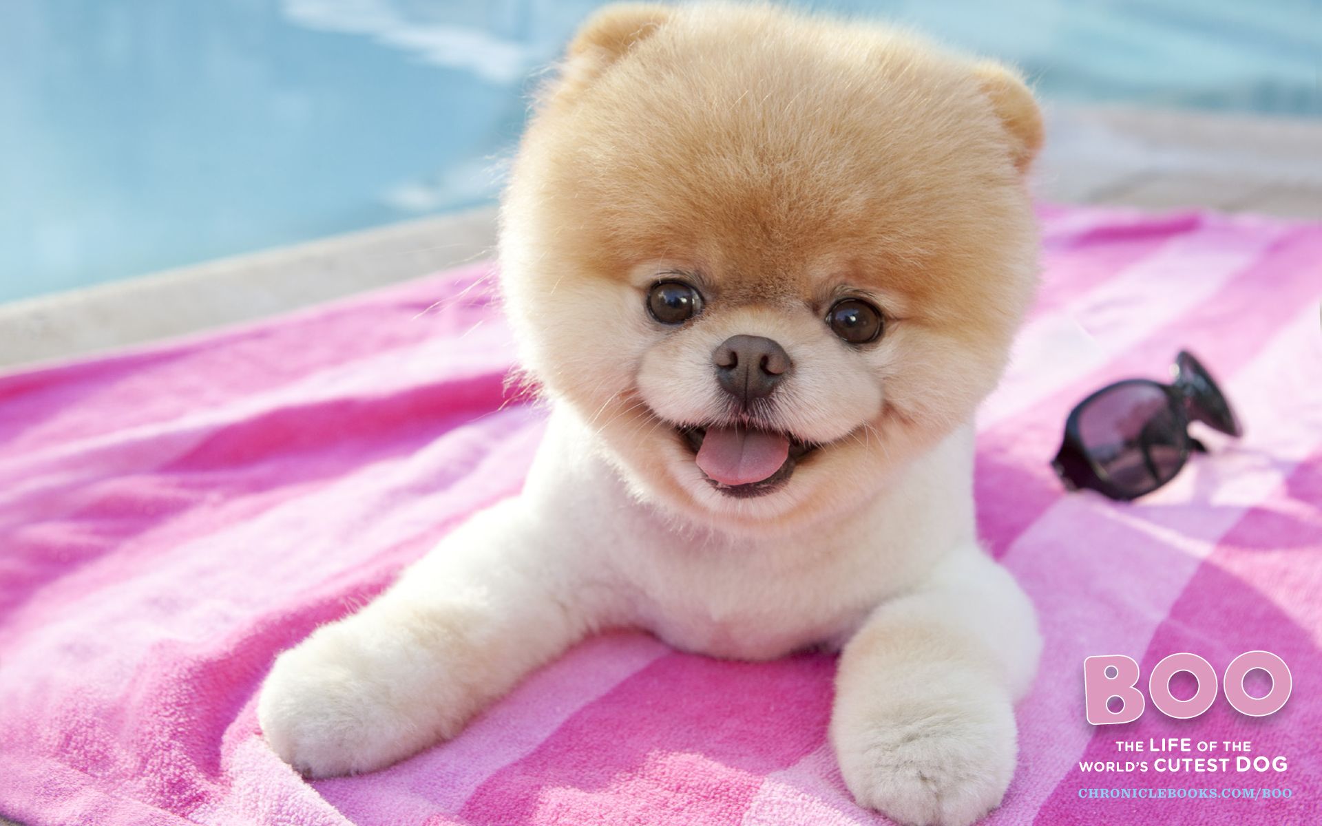 1920x1200 Pomeranian Boo Instagram Boo Cutest Dog Boo The Pomeranian Instagram Years Since We Said
