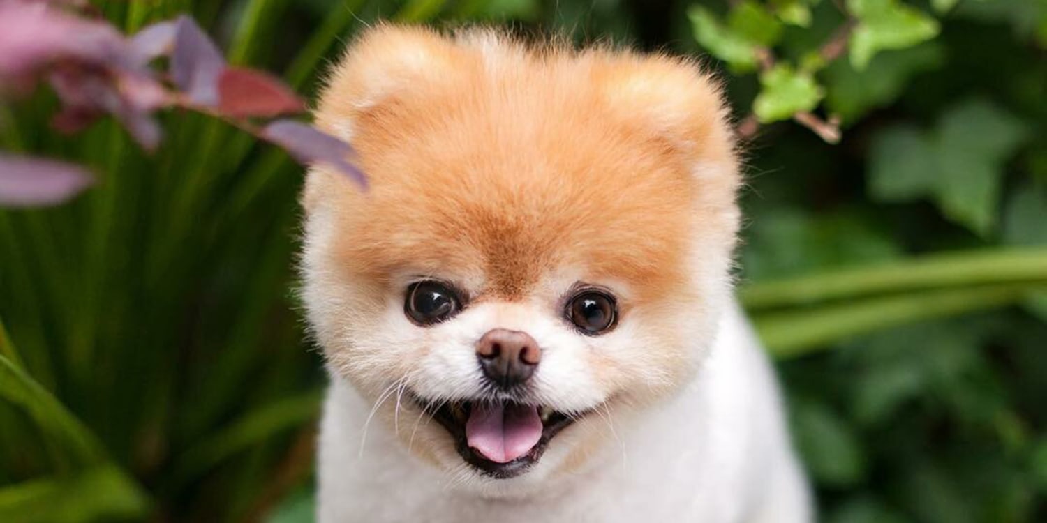 1500x750 World's cutest dog' Boo died of a broken heart, his owners say
