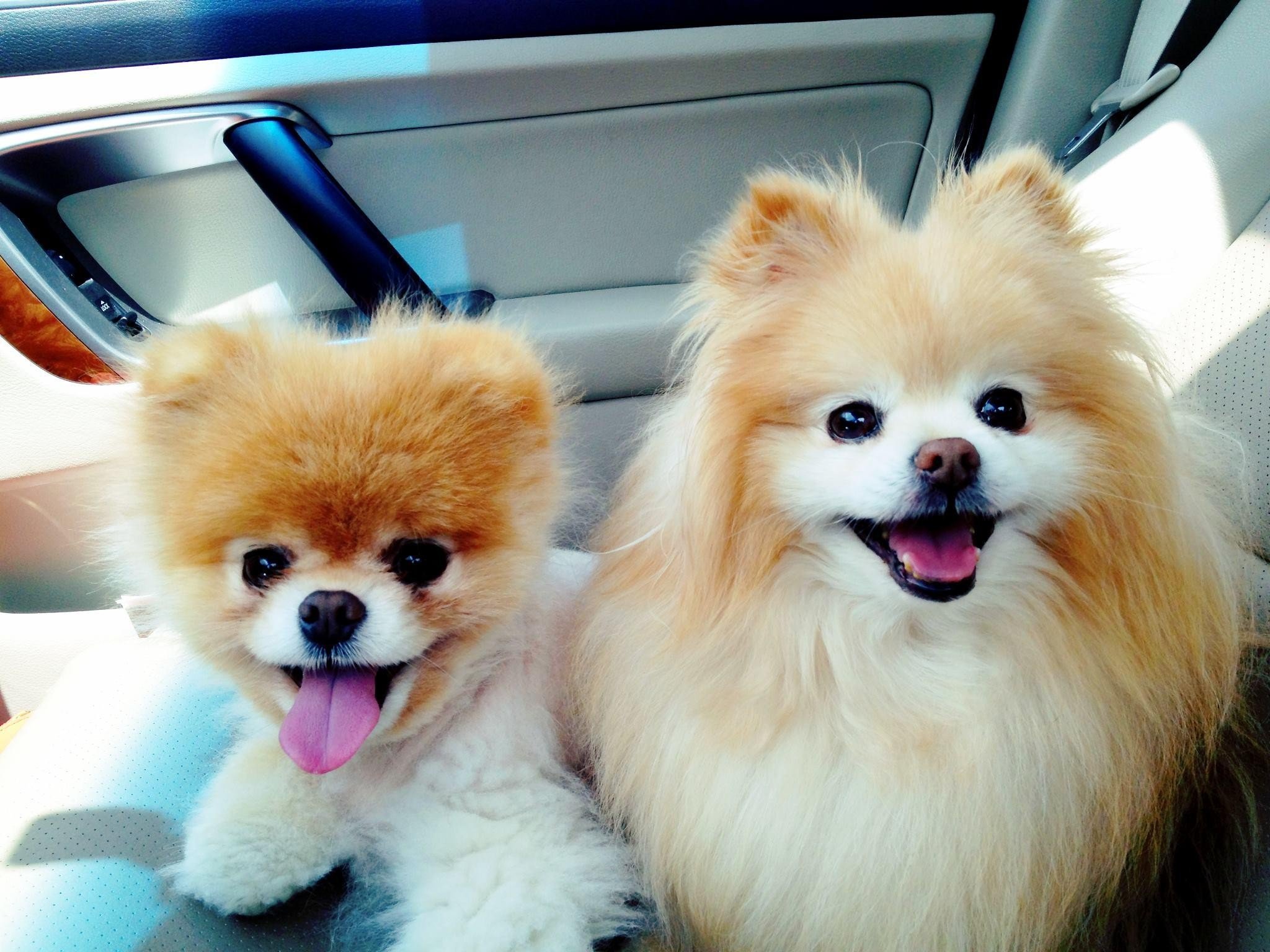 2048x1536 animals, Dogs, Pets, Pomeranian, Boo Wallpaper HD / Desktop and Mobile Background