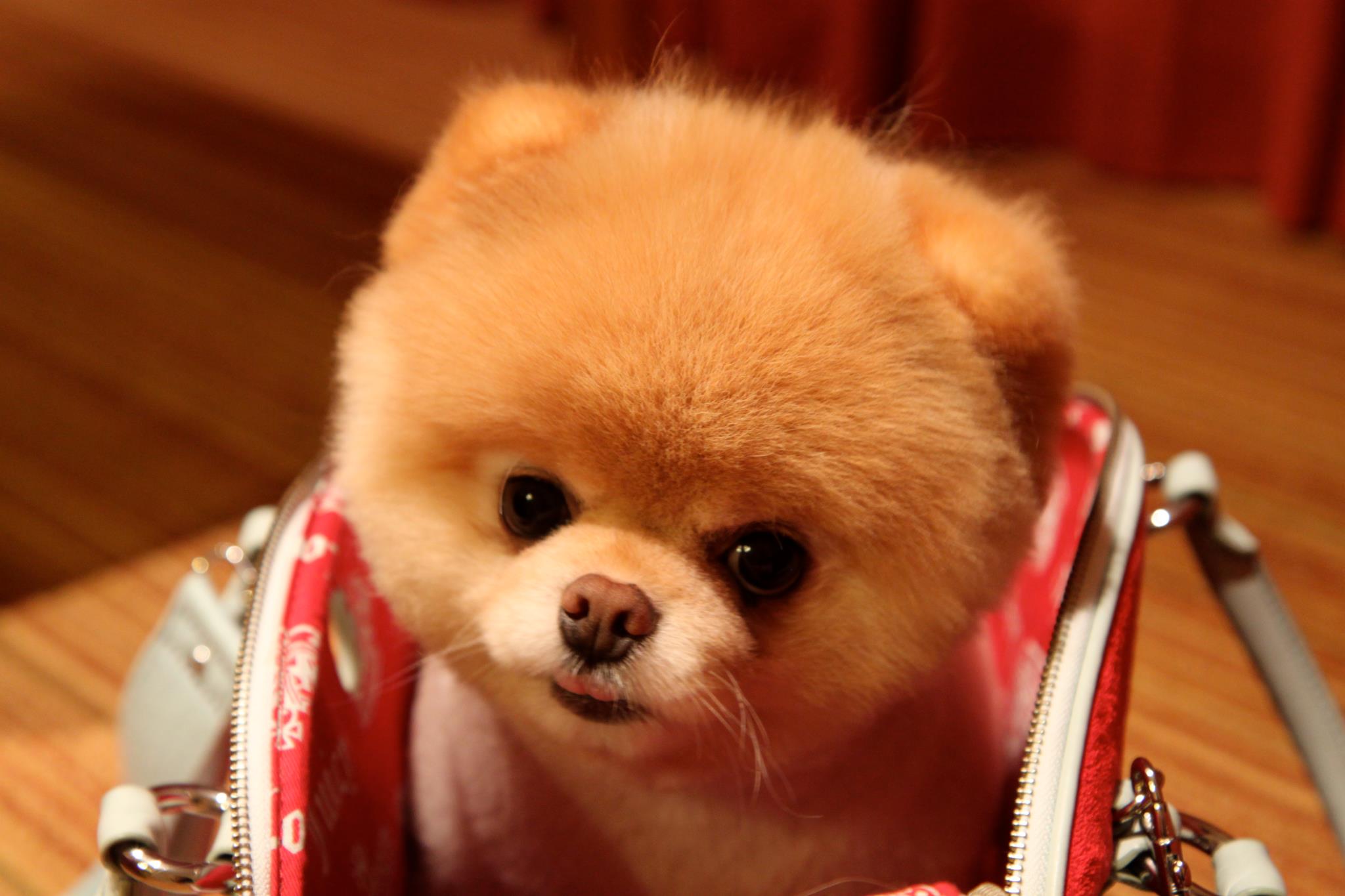 2048x1365 Picture of Boo