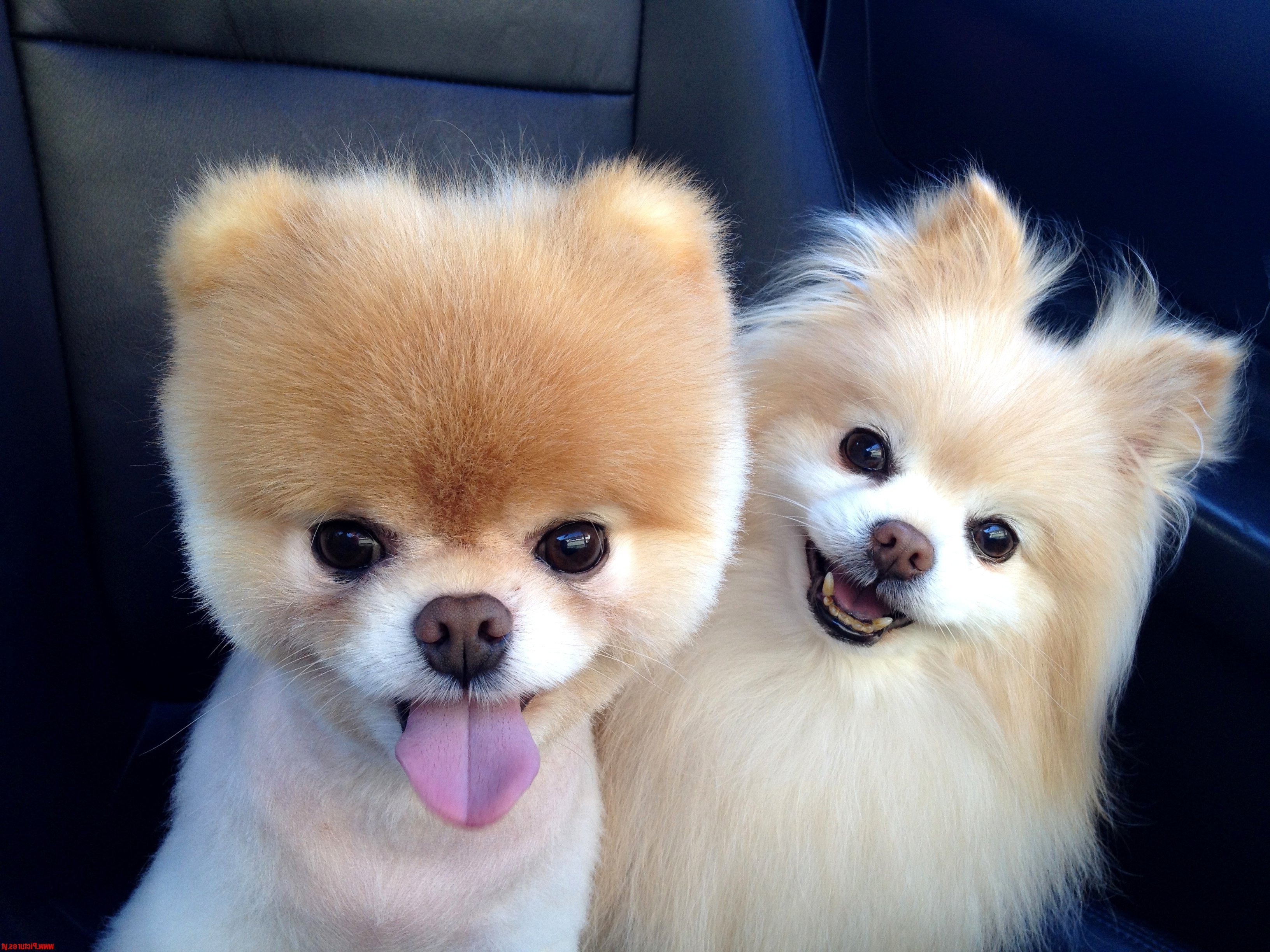 3264x2448 Boo Dog Breed Wallpaper, HD Animals Wallpaper, 4k Wallpaper, Image, Background, Photos and Picture