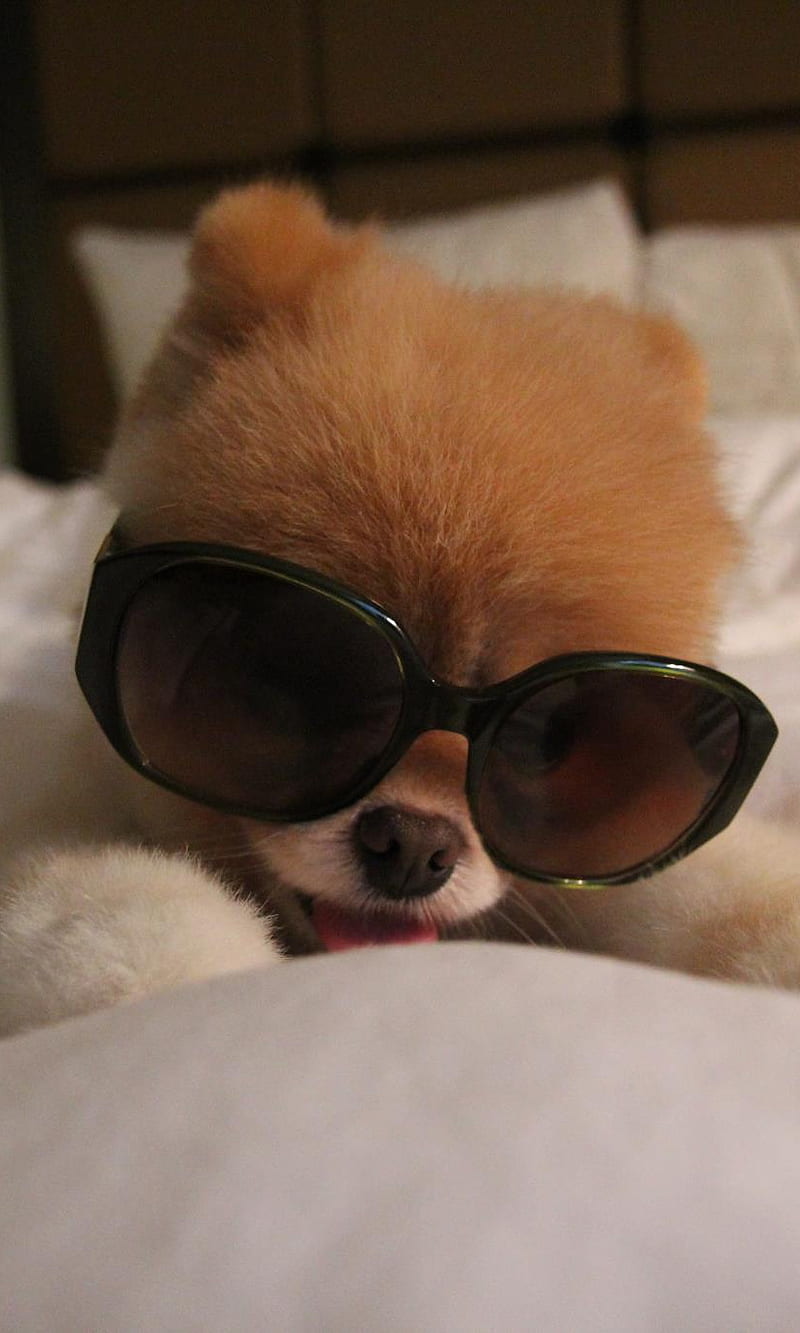 800x1333 Boo, dog, puppy, HD phone wallpaper