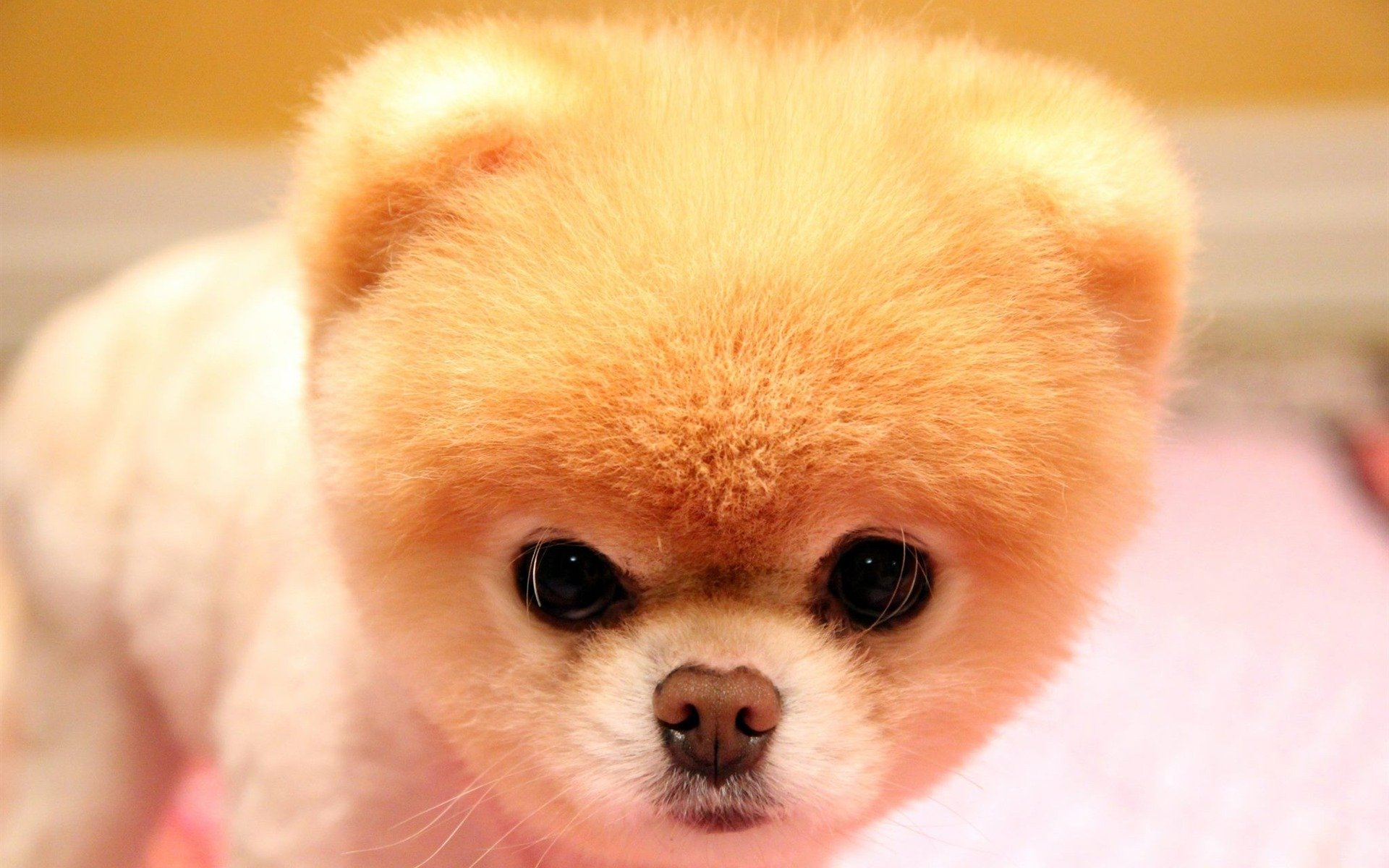 1920x1200 Yellow Boo The Dog Face Animal HD Wallpaper