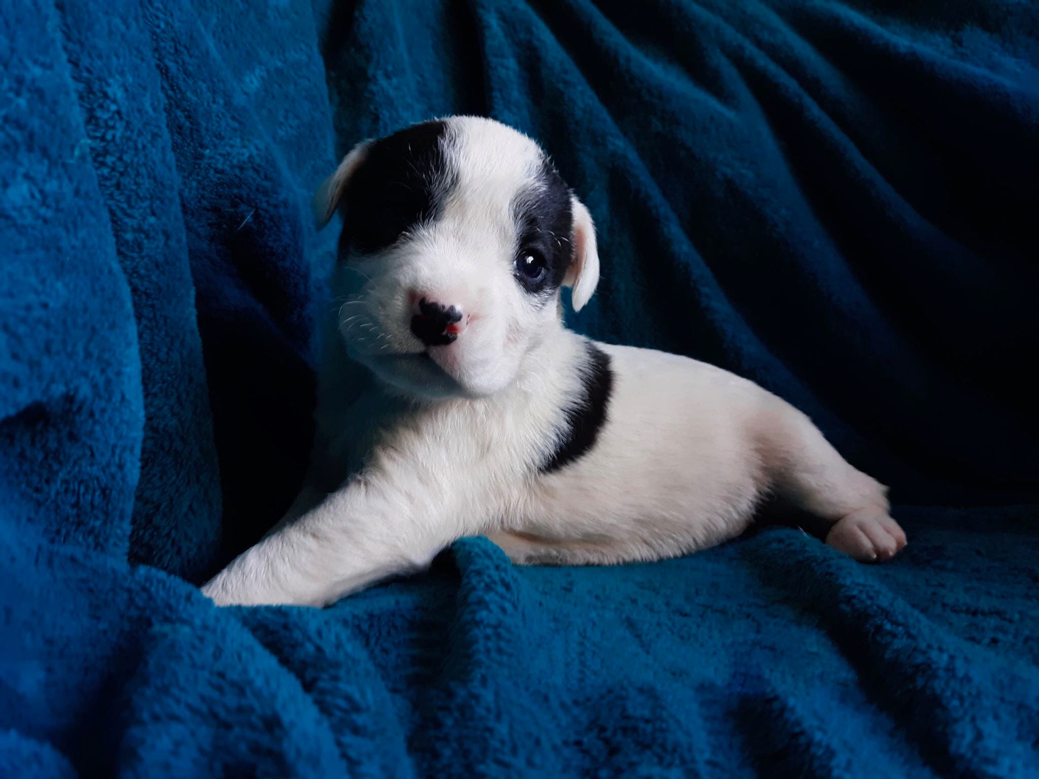 2048x1536 Q&A With Boo Andrew Knapp To Be A Dog