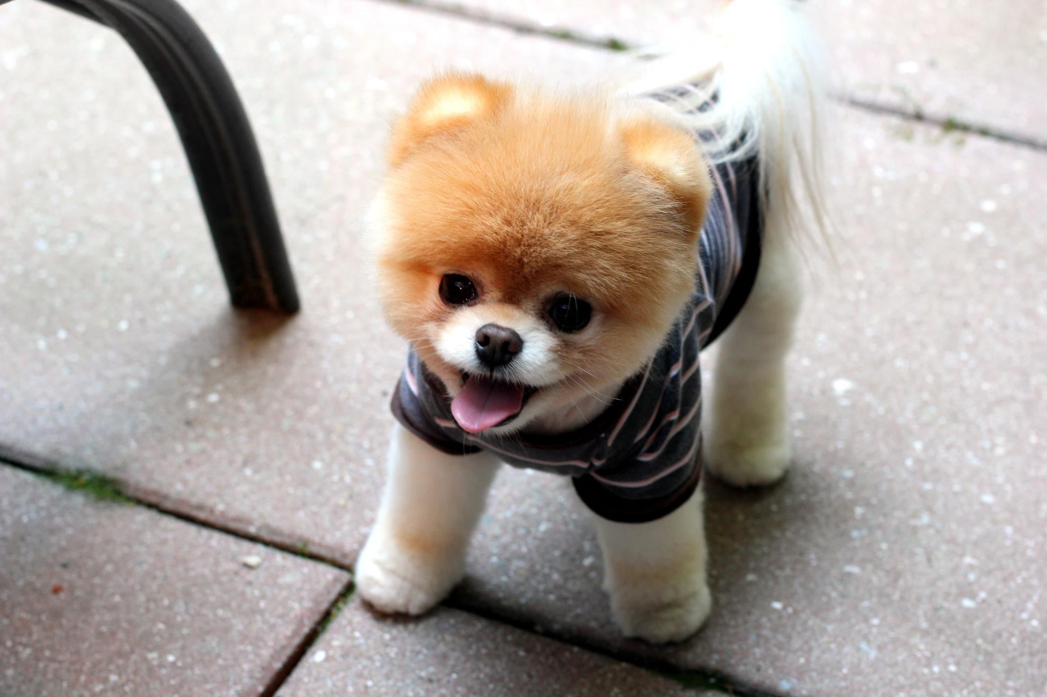 2048x1365 Brown and white dog plush toy, puppies, dog, Pomeranian, Boo HD wallpaper