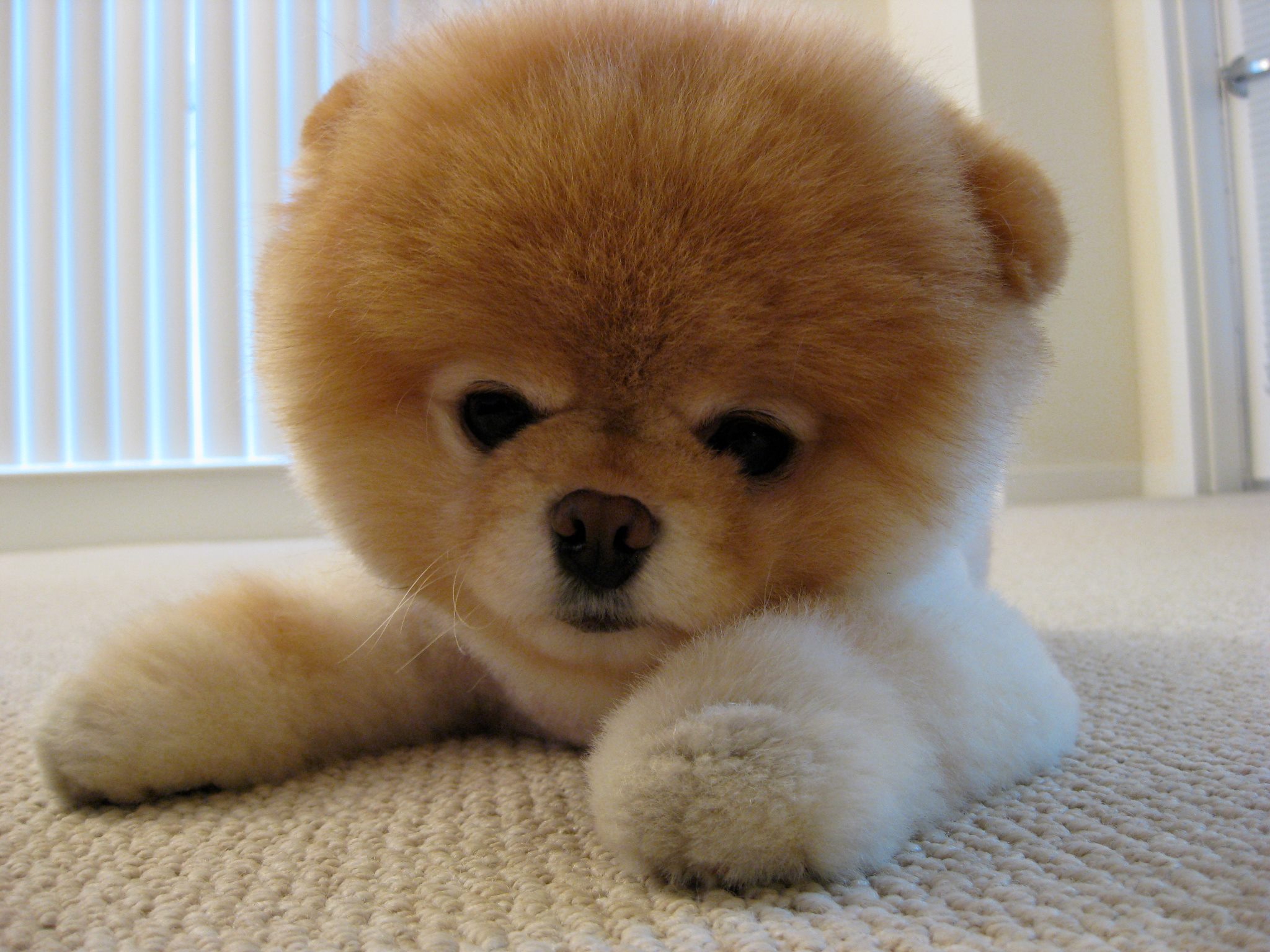 2048x1536 Boo Dog Quotes. QuotesGram