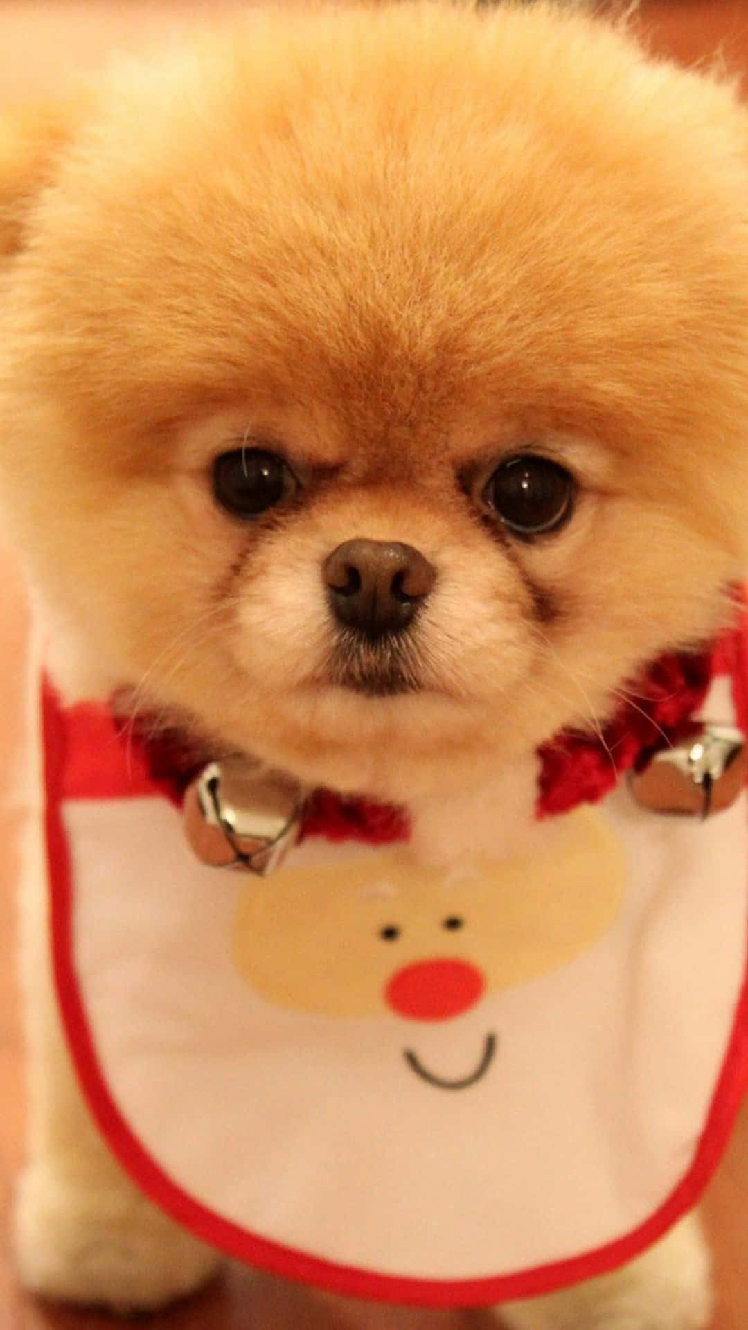 1080x1920 Download Small Dog iPhone Wallpaper