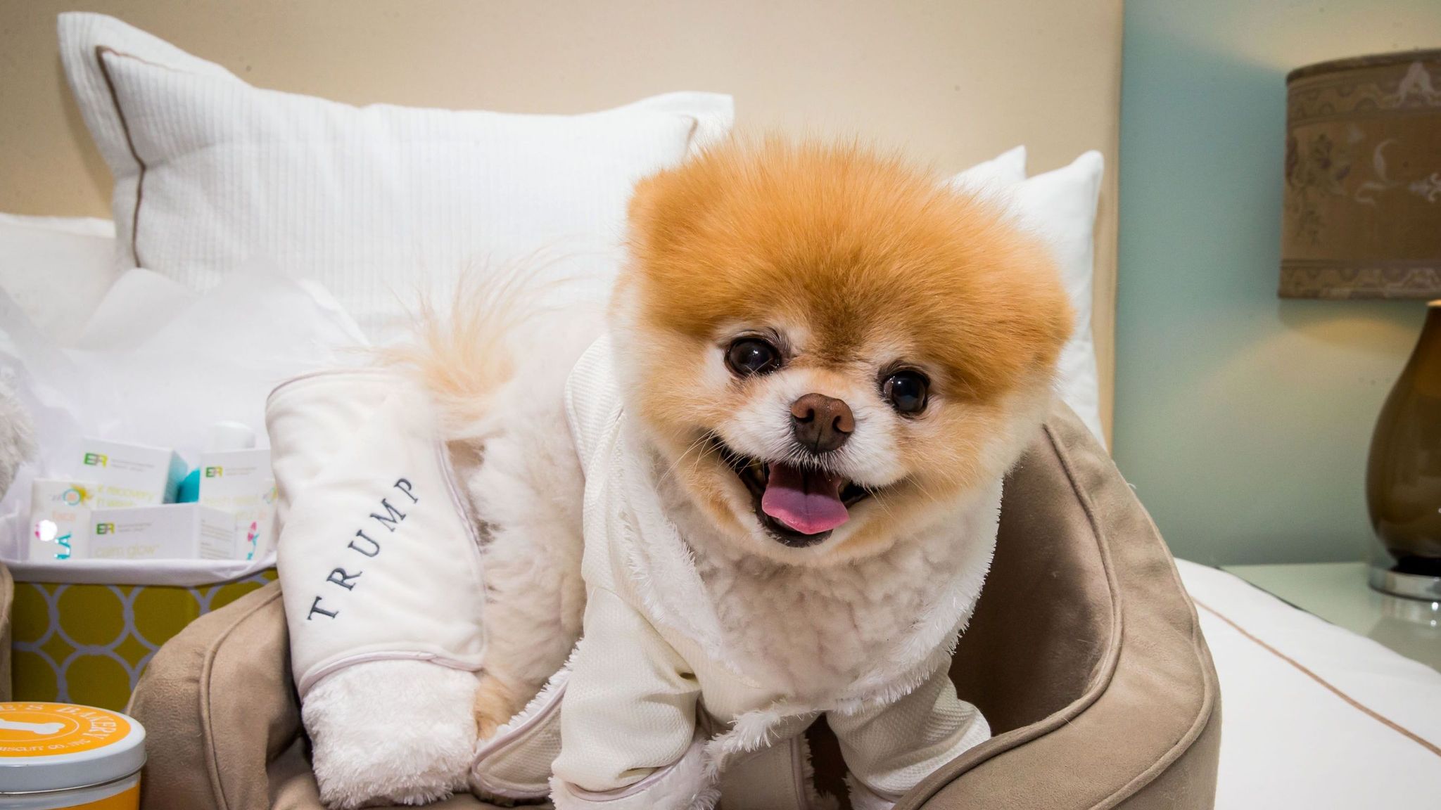 2048x1152 World's cutest dog' Boo dies 'from broken heart'