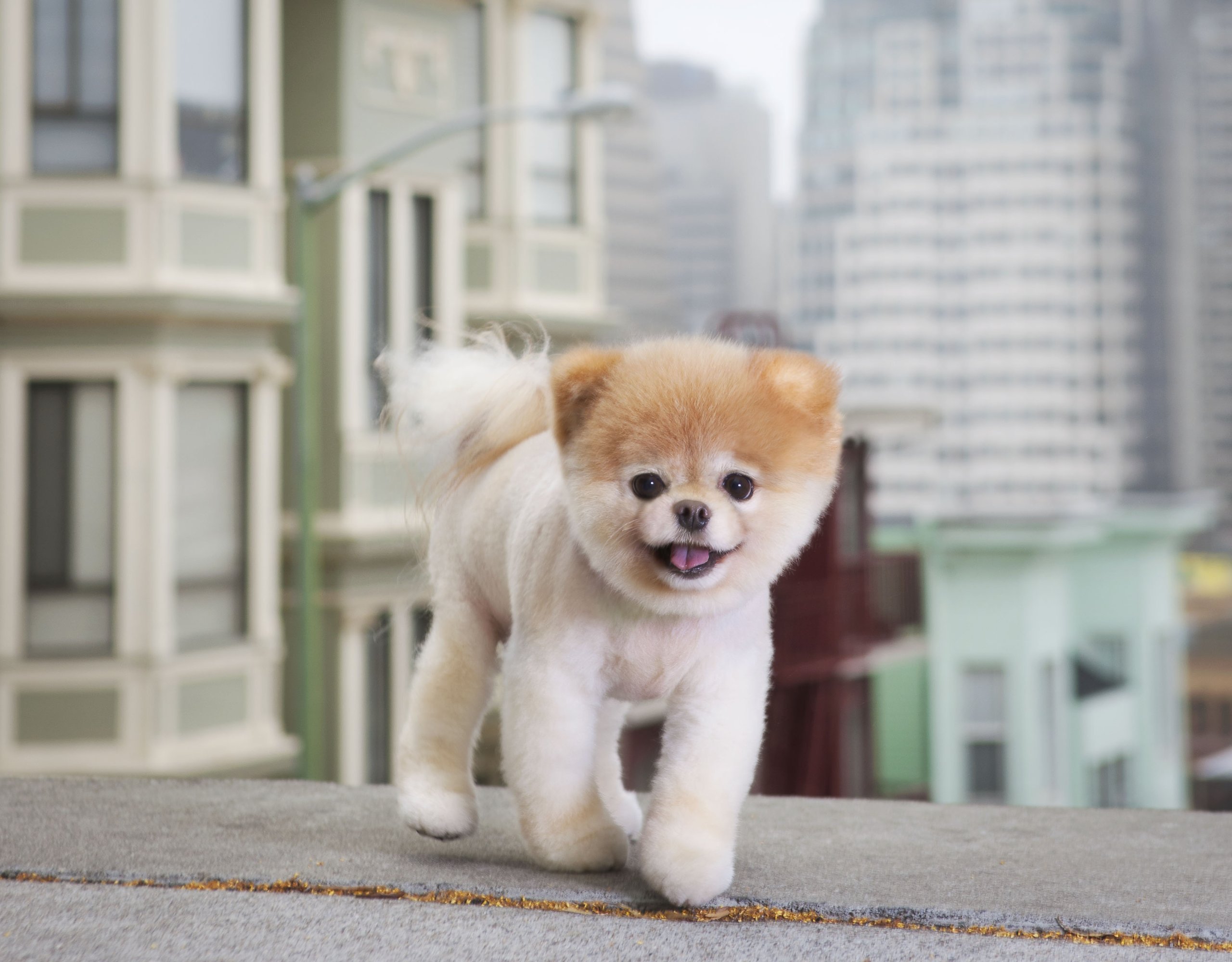 2560x2000 Cute Boo Wallpaper, HD Animals Wallpaper, 4k Wallpaper, Image, Background, Photo and Picture