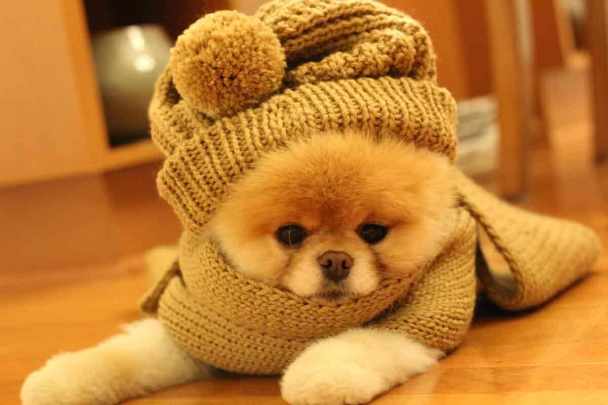 1200x800 Boo The Dog Wallpaper Boo The Dog Wallpaper Boo The Dog Wallpaper Boo The Dog Wallpaper Download Boo The Cutest Dog Mais Mulher