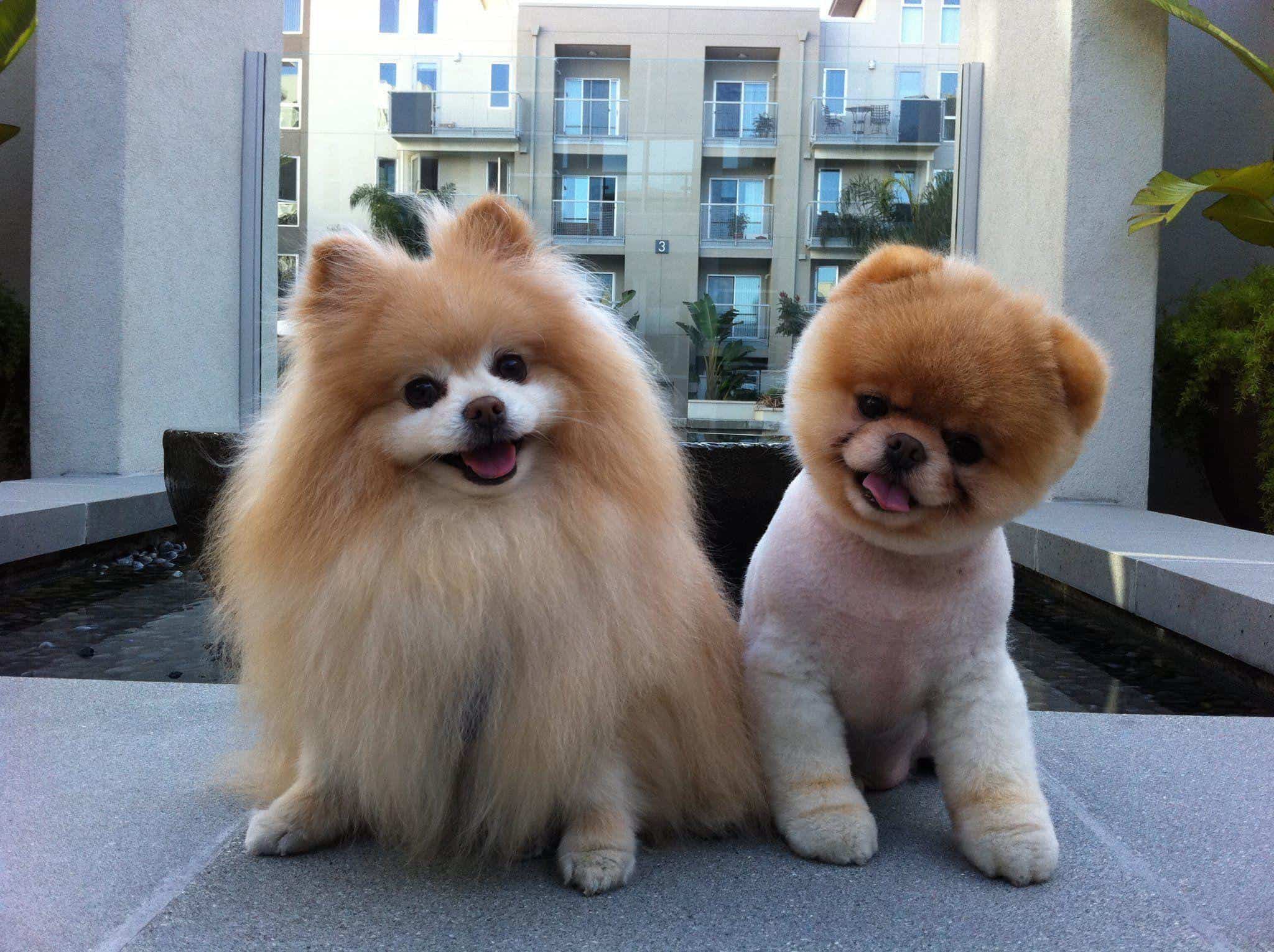 2048x1530 Boo The Dog Wallpaper