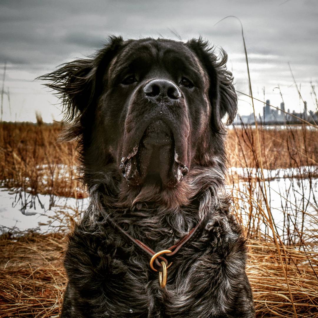 1080x1080 Boo with Chicago in the background