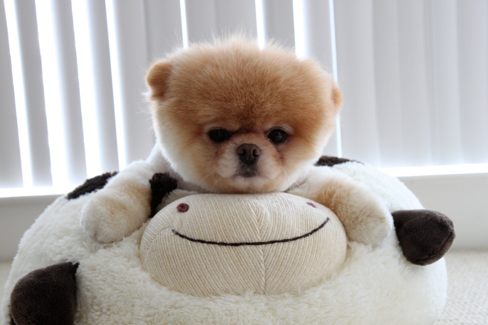 2048x1365 Picture of Boo