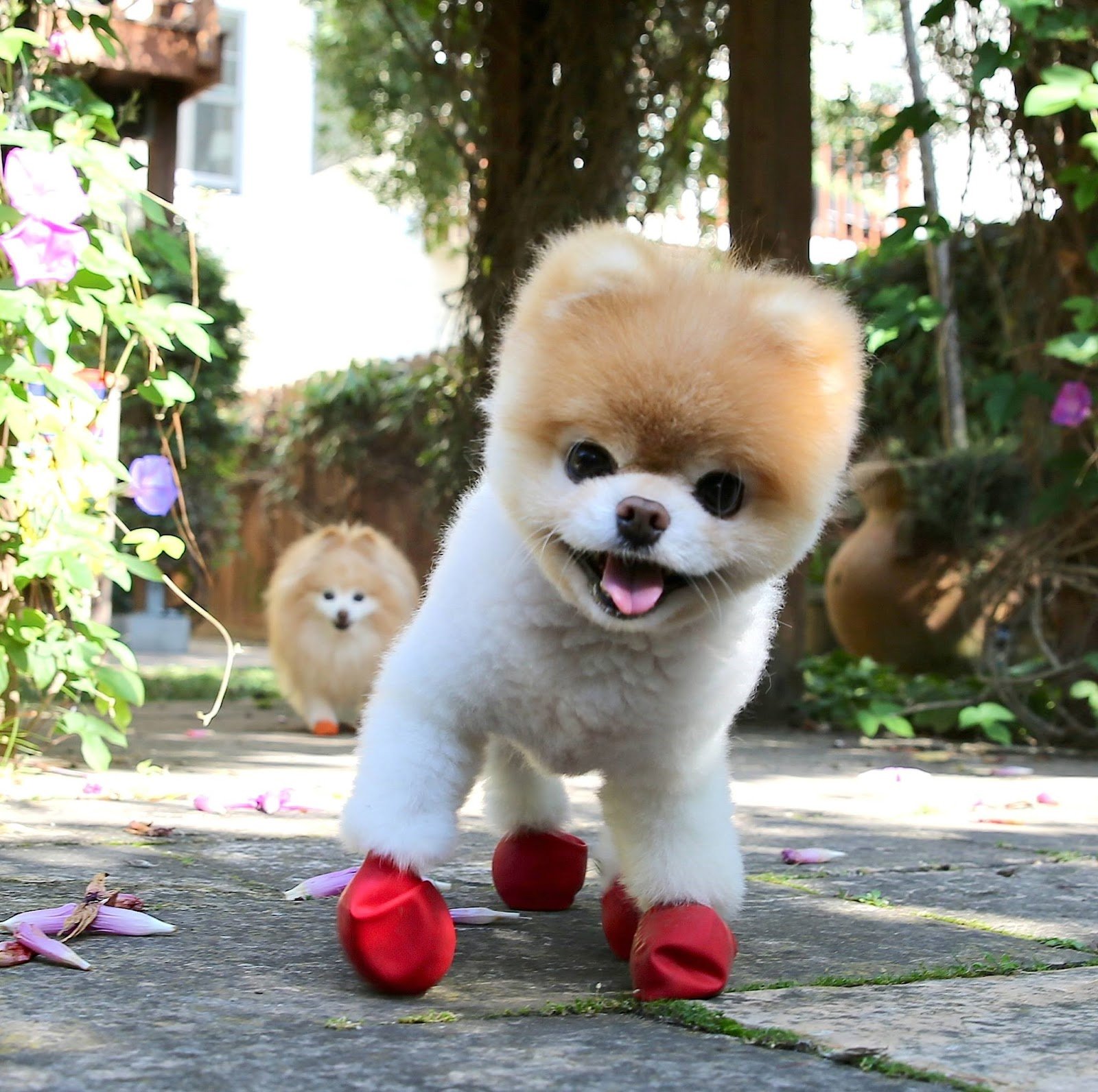 1600x1592 The 1709 Blog: The World's Cutest Dog too commonly shaped to be copyright protected