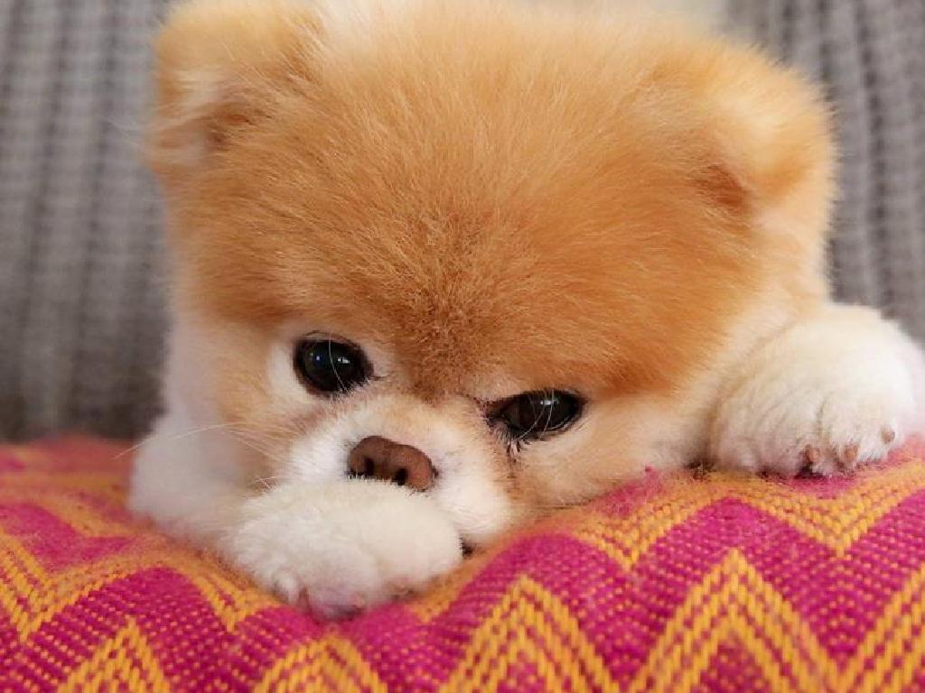 1024x768 World's Cutest Dog dies of 'heartbreak'. The Courier Mail