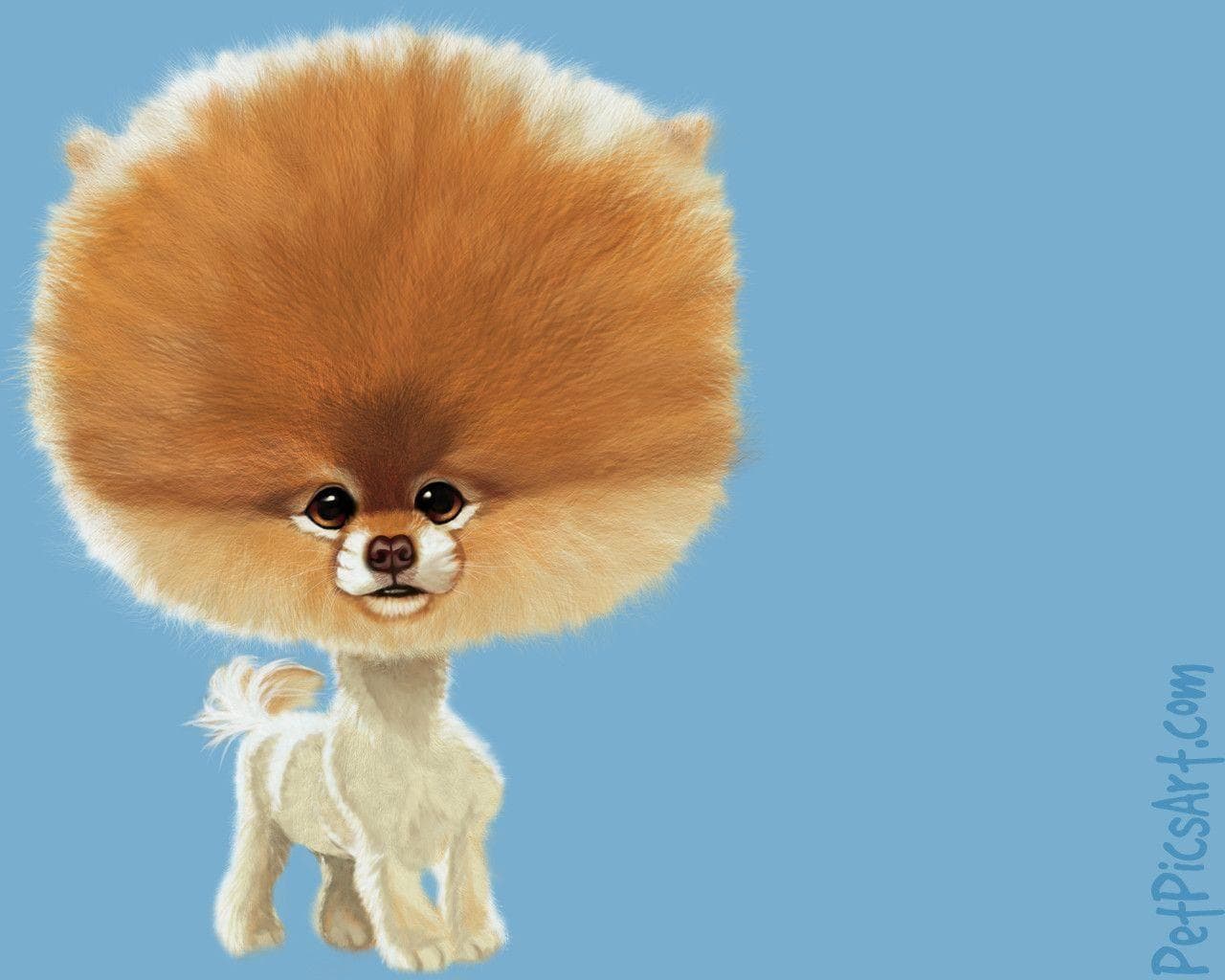 1280x1024 Boo The Dog Wallpaper