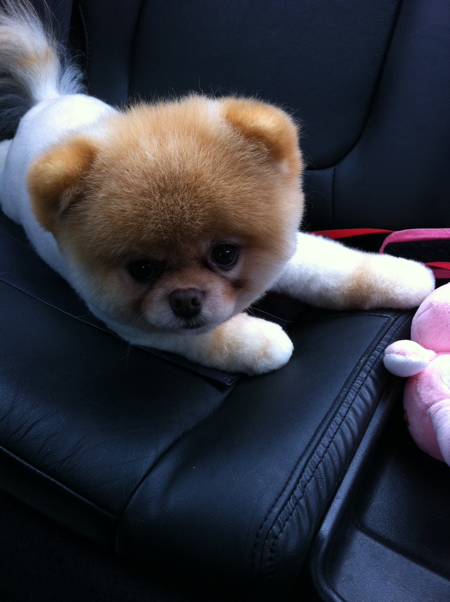 1530x2048 Picture of Boo