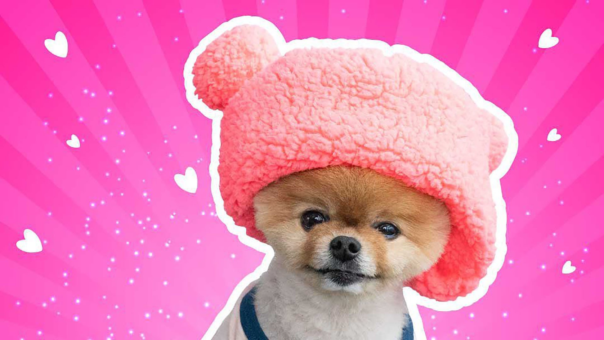 1920x1080 JiffPom Dog Best HD Wallpaper 48247