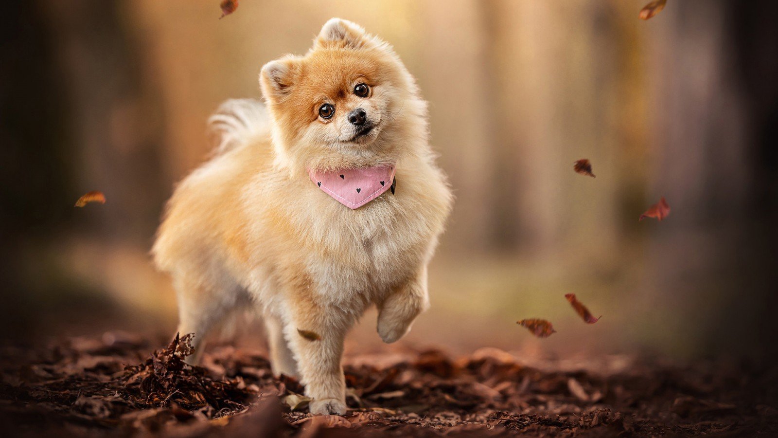 1600x900 White Brown Spitz Dog Puppy Is Standing In Blur Background HD Dog Wallpaper