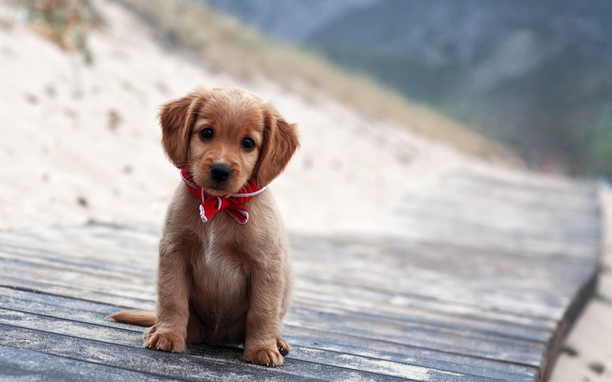 1200x750 Wallpaper Brown Short Coated Puppy on Gray Wooden Surface During Daytime, Background Free Image