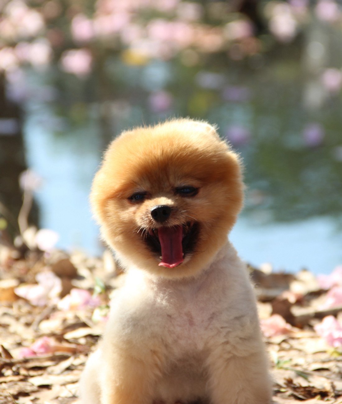 1100x1300 Adorable Puppies That Will Put a Smile on Your Face