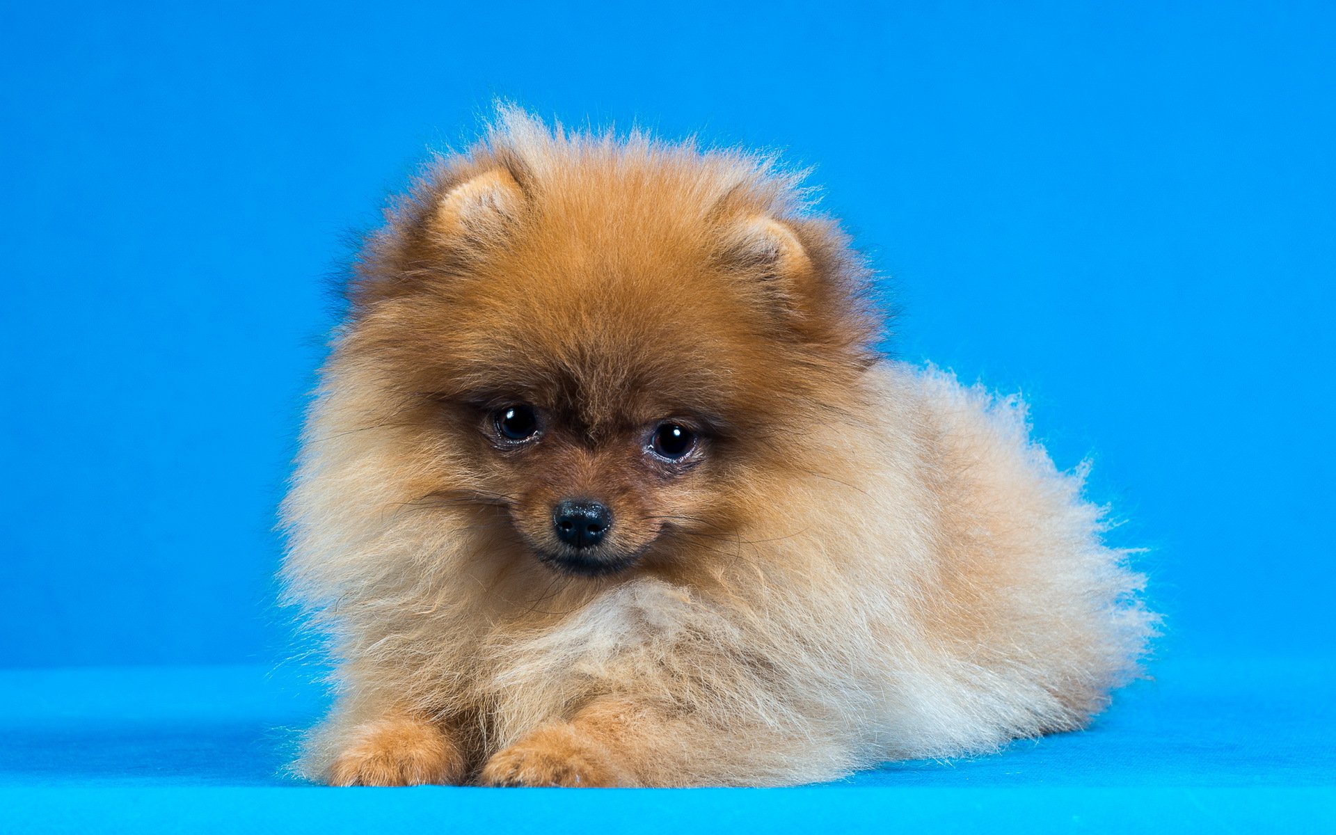 1920x1200 Adorable Pomeranian HD Wallpaper