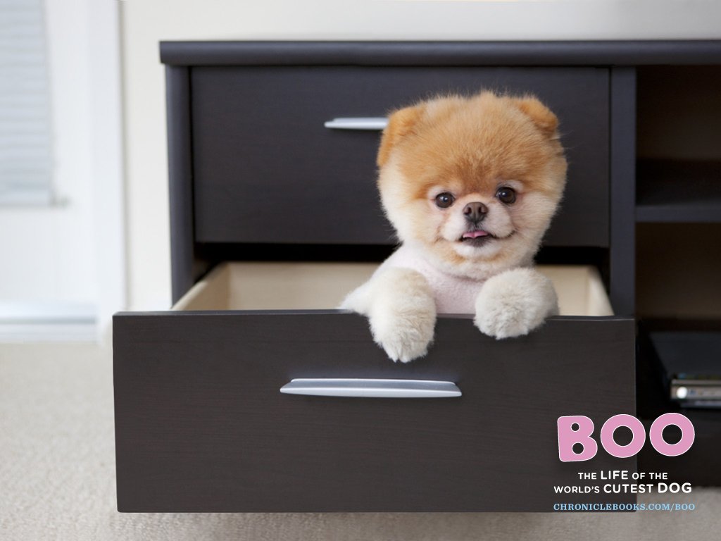1024x768 ARTIFACTS BLOG: Lifestyle: The world's cutest dog
