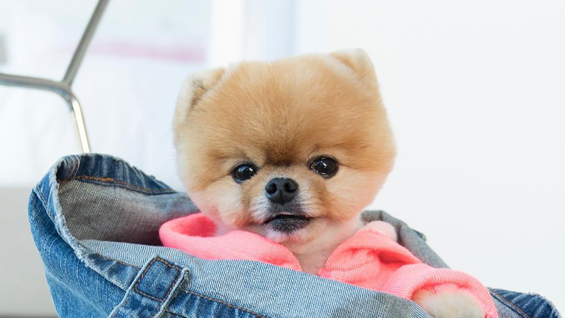1920x1080 JiffPom Dog Background Wallpaper 48246