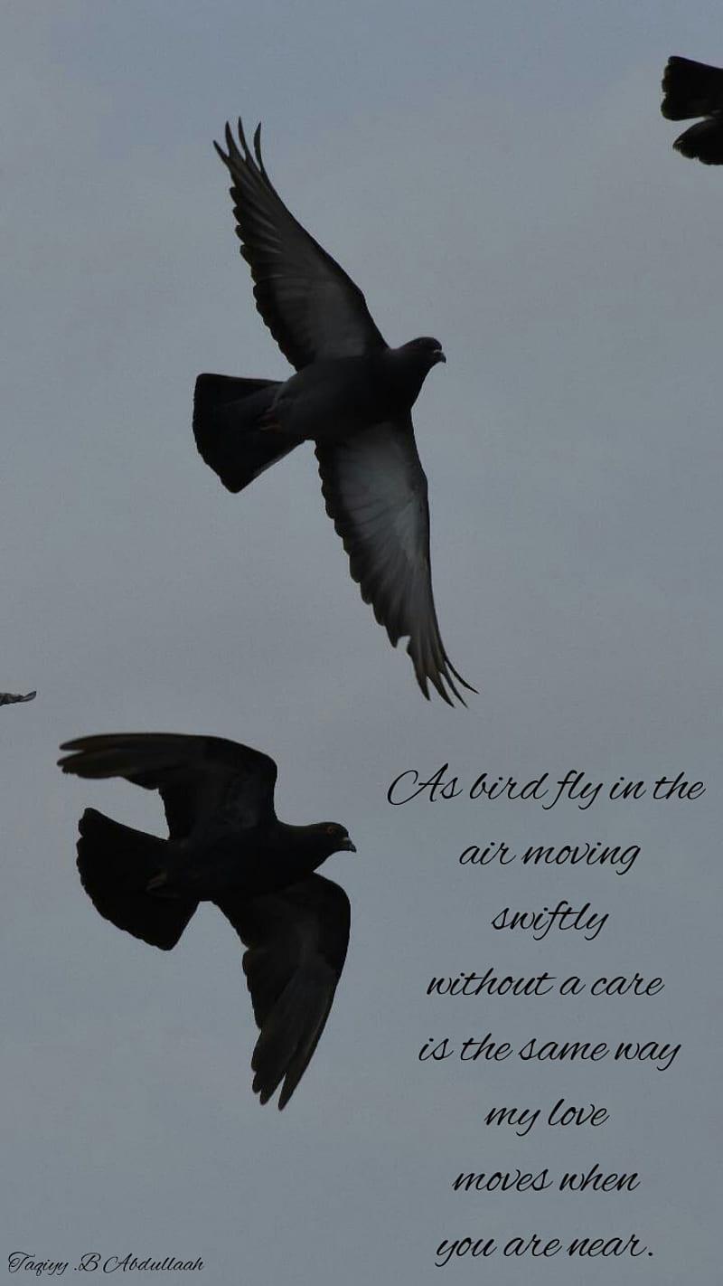 800x1422 My love, poem, poetry, HD phone wallpaper