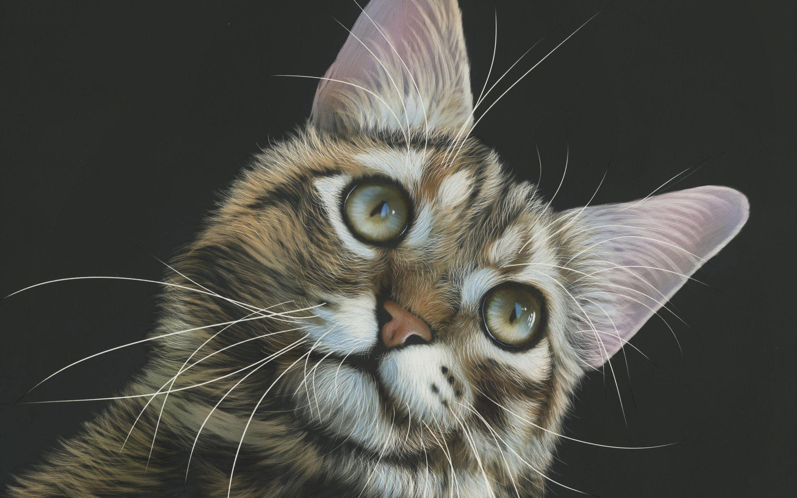 2560x1600 Cat Painting 4k 2560x1600 Resolution HD 4k Wallpaper