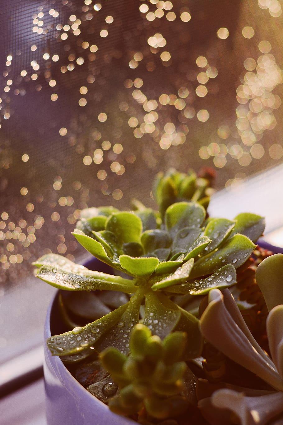 910x1365 HD wallpaper: succulent, rain, sunshine, sunrise, vsco, background