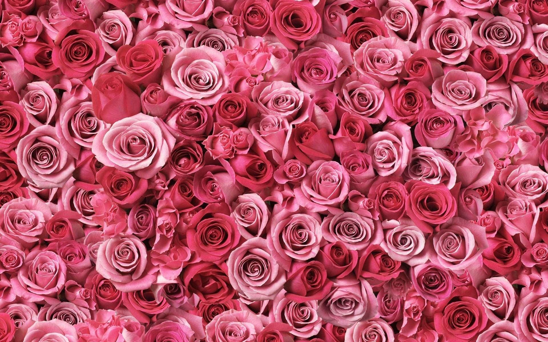 1920x1200 Pink Flower Background
