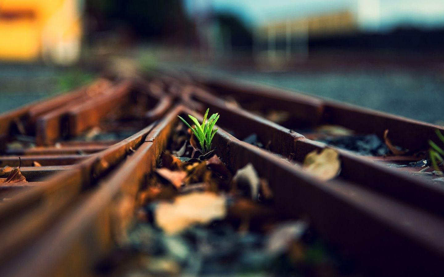1440x900 Sprout between the rusty rails railroad Desktop wallpaper 1440x900