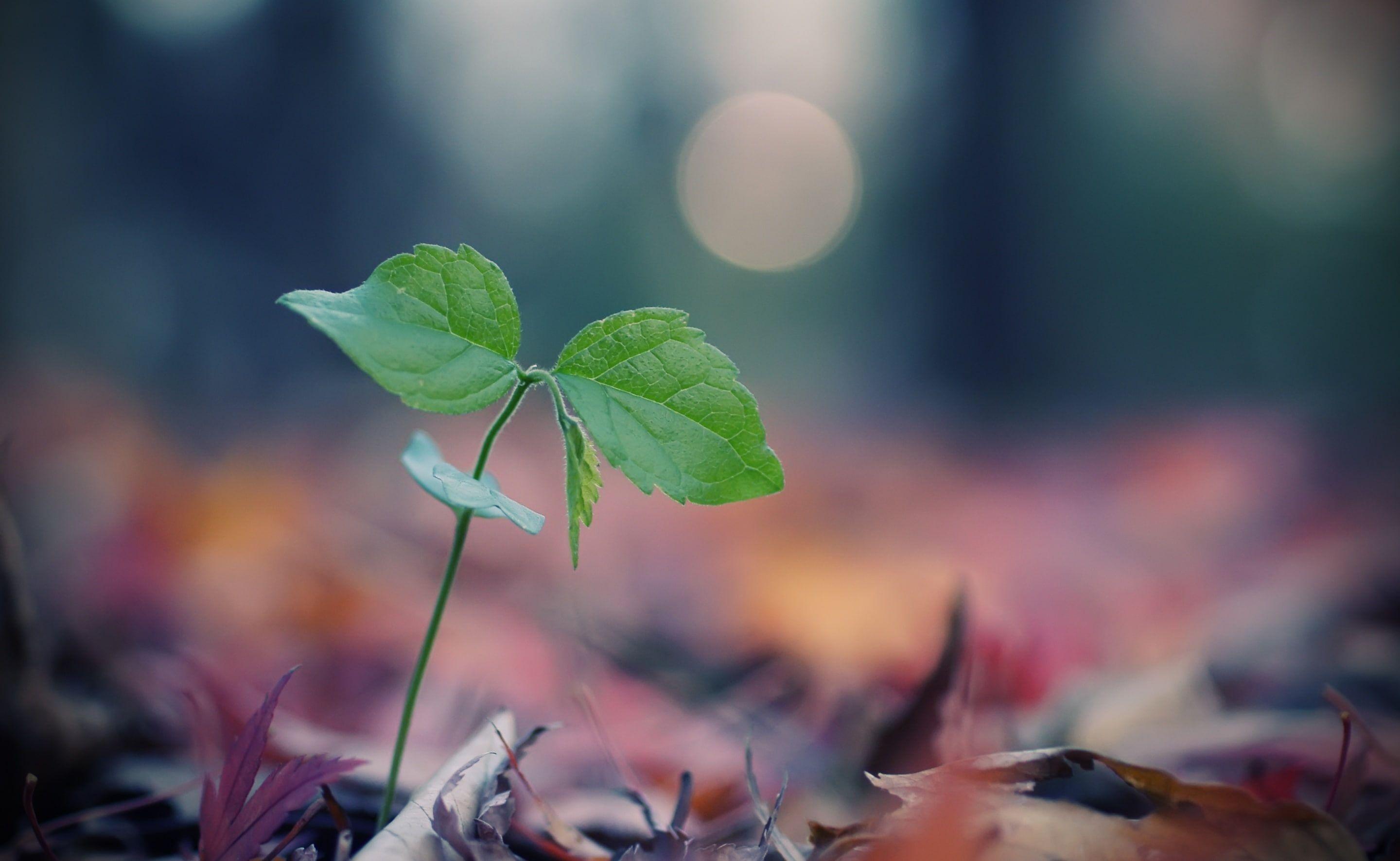 2880x1773 Green sprout macro HD wallpaper free download