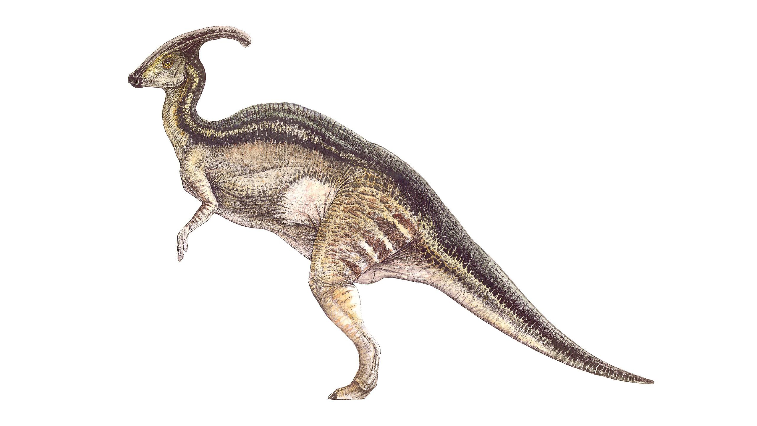 2560x1440 Majestic Parasaurolophus Dinosaur
